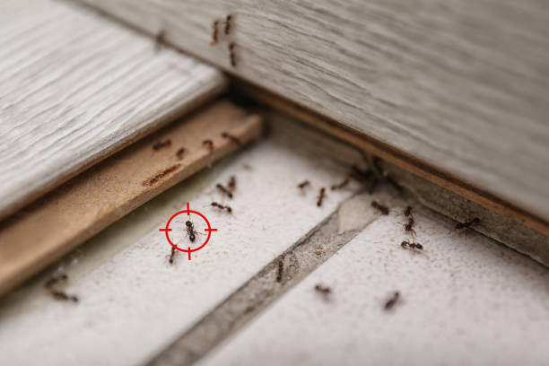 Best Mosquito Control Services  in Kenai, AK