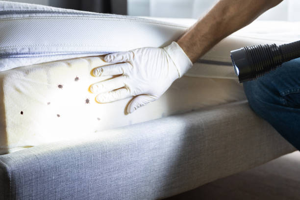 Best Termite Control Services  in Kenai, AK